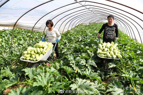 第八批安徽省无公害农产品认定名单公布，783个产品入选，看看有您家乡的吗？