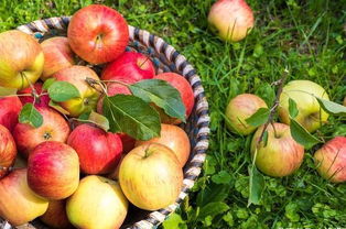 有机农产品价格背后的秘密 从田间到餐桌的成本解读