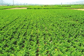 兰州市农产品质量安全迈向新台阶 初级农产品检测基本实现全覆盖