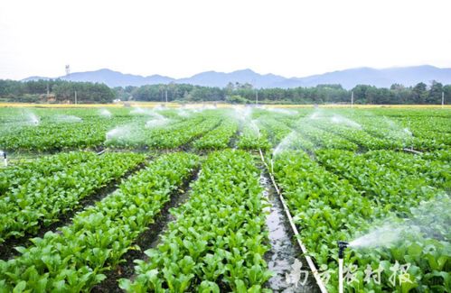 连州特产升级记 从地理标志农产品到地理标志保护产品的跨越