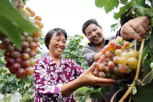 青岛地道风物 家门口就能买到的初级农产品优选指南