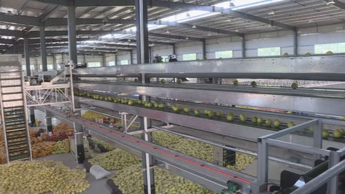 平和蜜柚 中国特色农产品优势区的金色名片