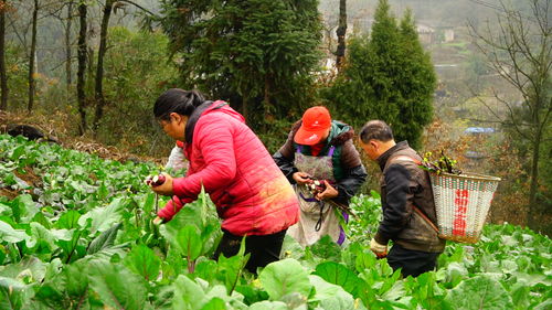 脱贫攻坚出列纪实 太平乡抬石村基础完善添动力 产业发展促脱贫