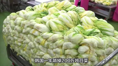 从白菜危机看韩国对中国农产品的深度依赖与无奈